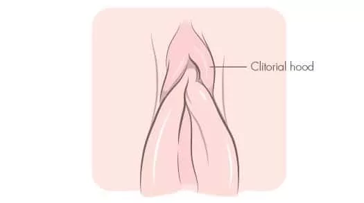 le capuchon clitoris