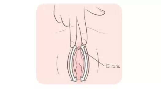 lèvres clitoris