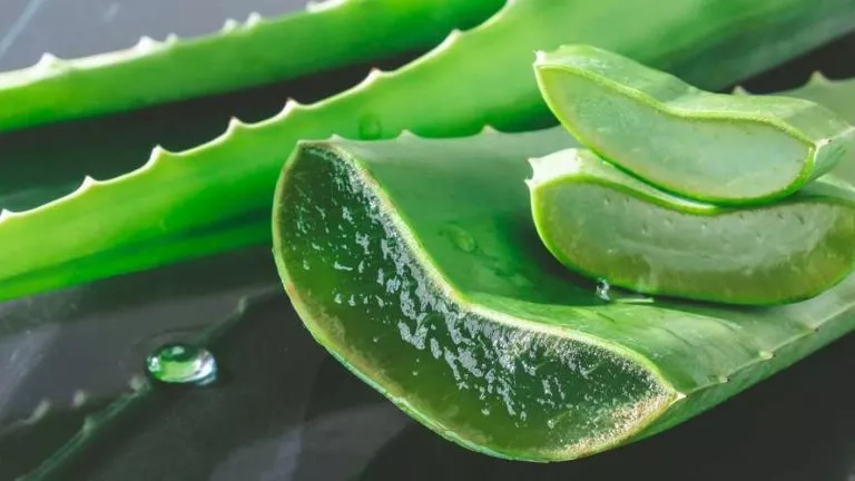 les bienfaits de l'aloe vera pour le penis