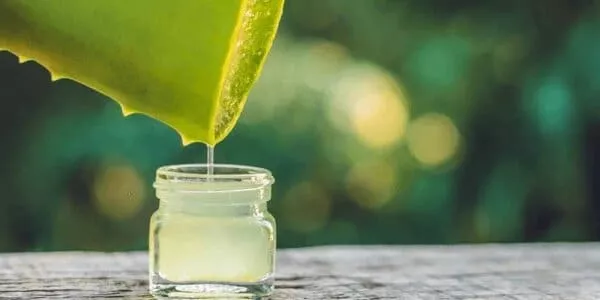 l'aloe vera est il sur