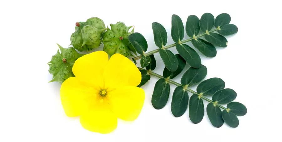 Tribulus terrestris