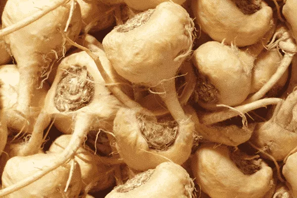 Quels sont les bienfaits de la Maca ? Tout ce qu’il faut savoir