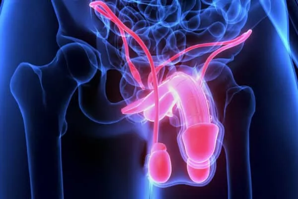 Le sexe masculin, cet organe si mystérieux