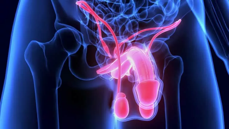 le sexe masculin, le fonctionnement